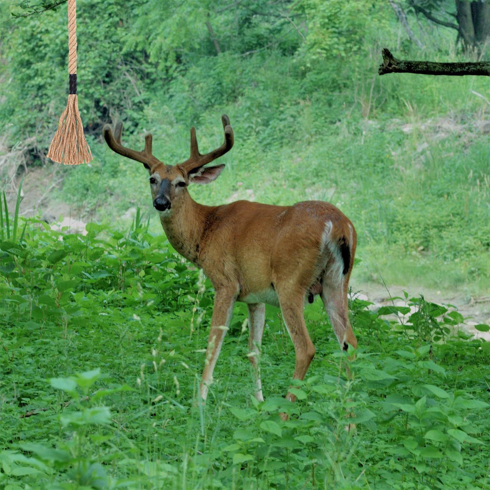 น้ำหอมดึงดูดสัตว์ป่าชนิดขี้ผึ้ - Deer Attractant Scent บทวิจารณ์และราคา